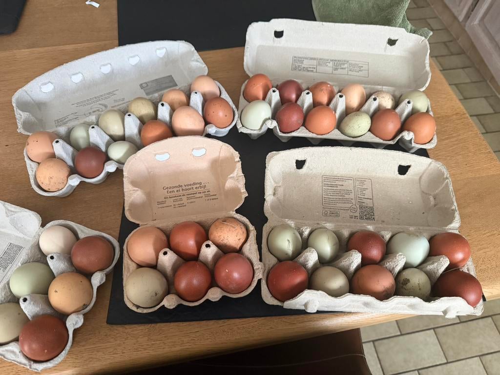Lekkere verse eitjes te koop, Enlèvement