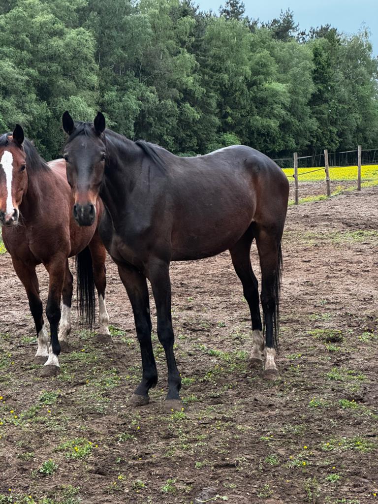 4-jarig ongeleerd springpaard, Dieren en Toebehoren, Paarden, Ruin, Onbeleerd, 160 tot 165 cm, 3 tot 6 jaar, Springpaard, Met stamboom