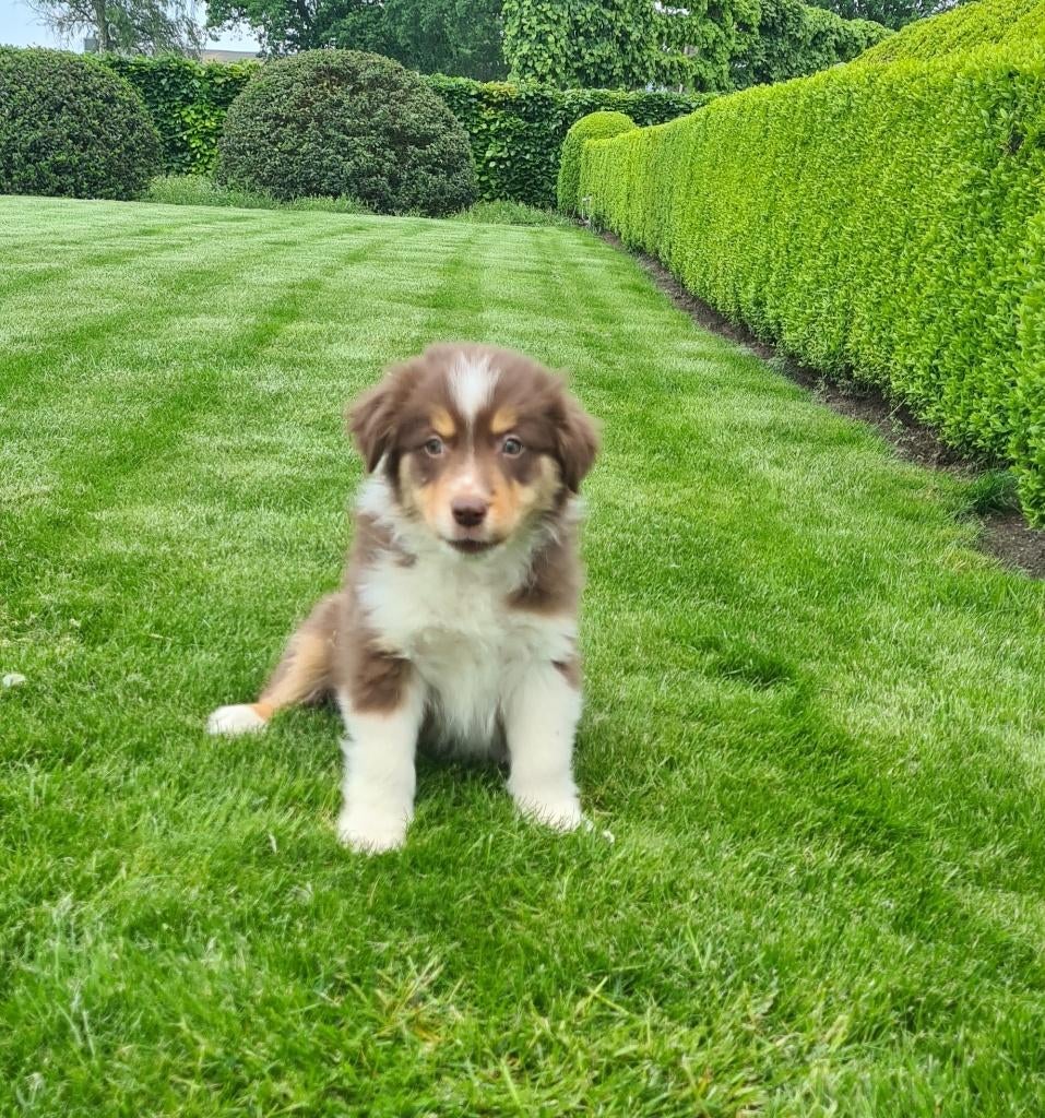 australische herder pups, Dieren en Toebehoren, Honden | Herdershonden en Veedrijvers, Teef, Herder, Fokker | Professioneel, Meerdere