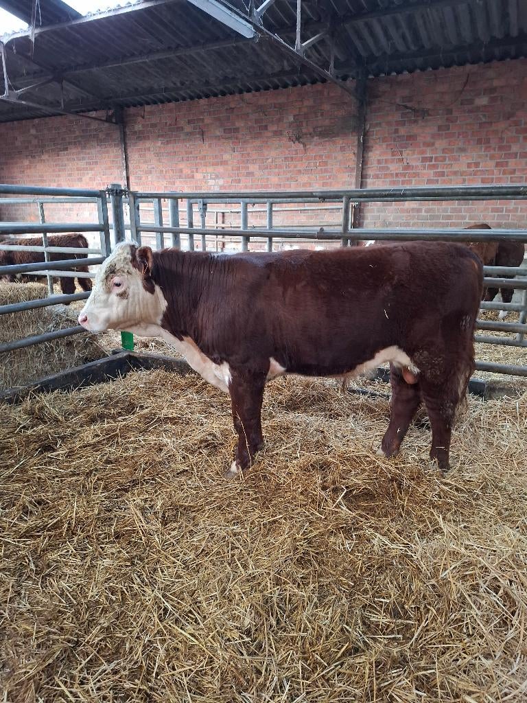 Hereford stieren, Dieren en Toebehoren