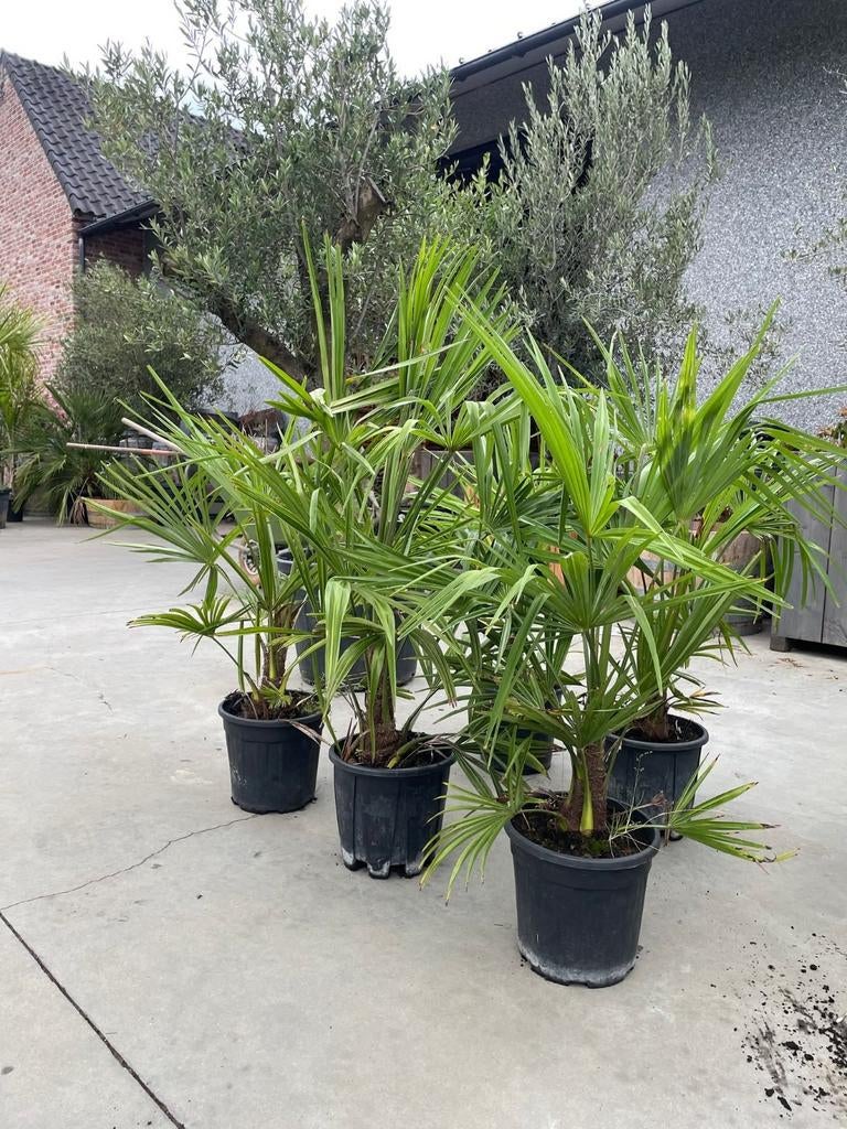 ‼️palmbomen trachycarpus fortunei aan promoprijzen ‼️, Ophalen