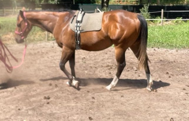 Paard quarter, Avec puce électronique, Moins de 160 cm, Cheval western, Non dressé