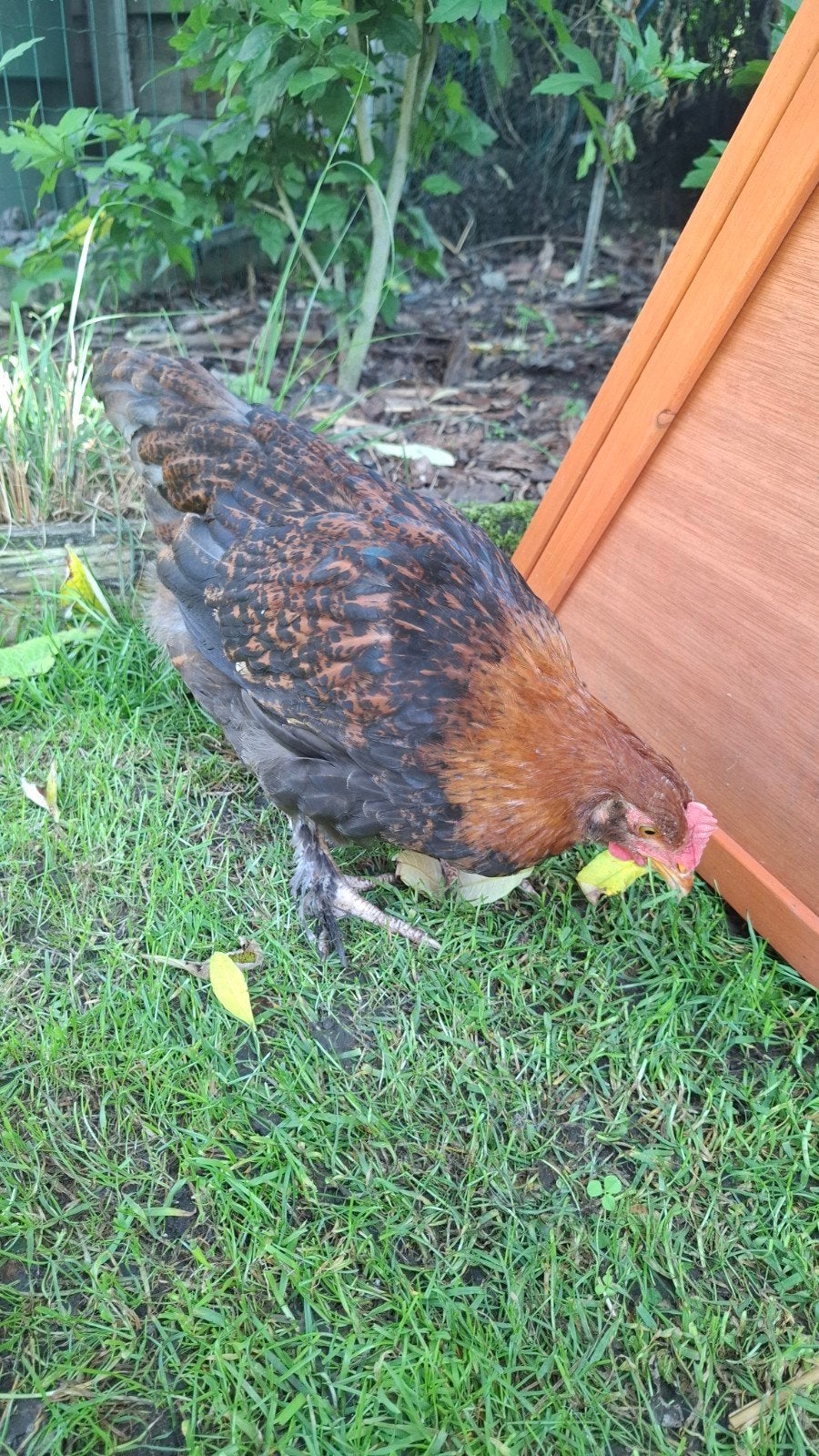 Zeer lieve jonge tarwe marans haan, Dieren en Toebehoren