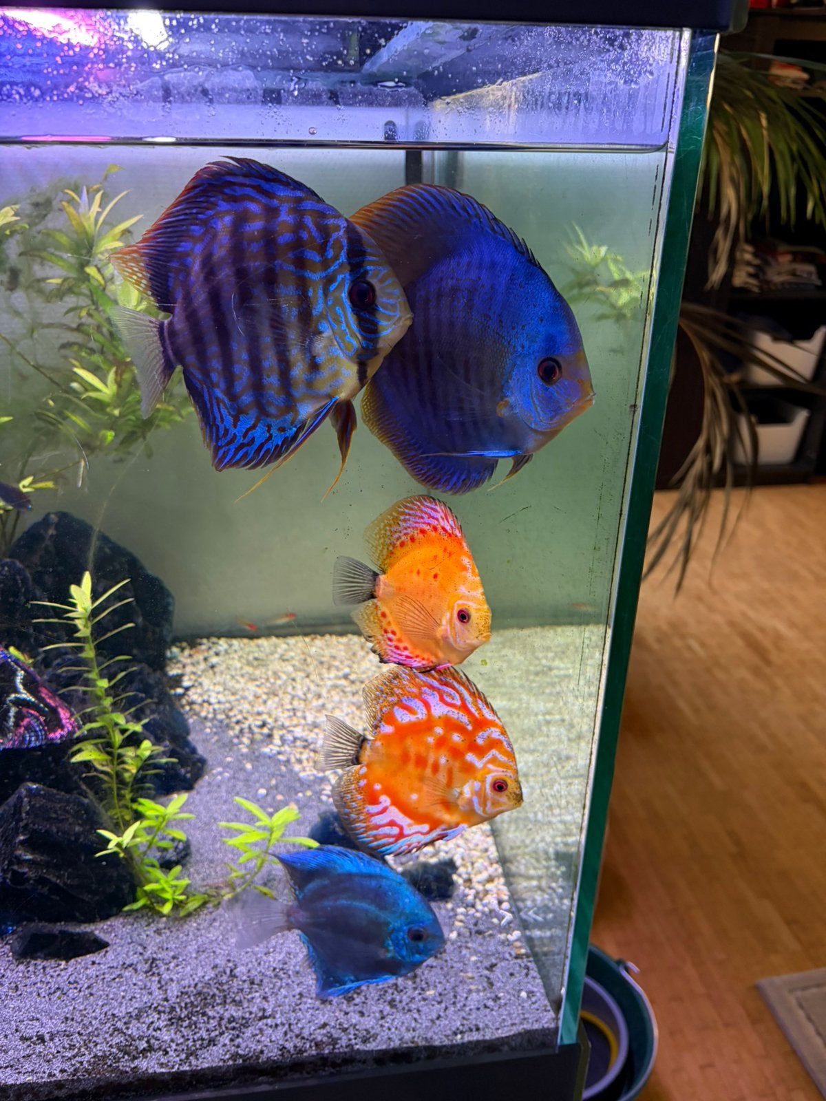 discus vissen te koop, Dieren en Toebehoren, Ophalen