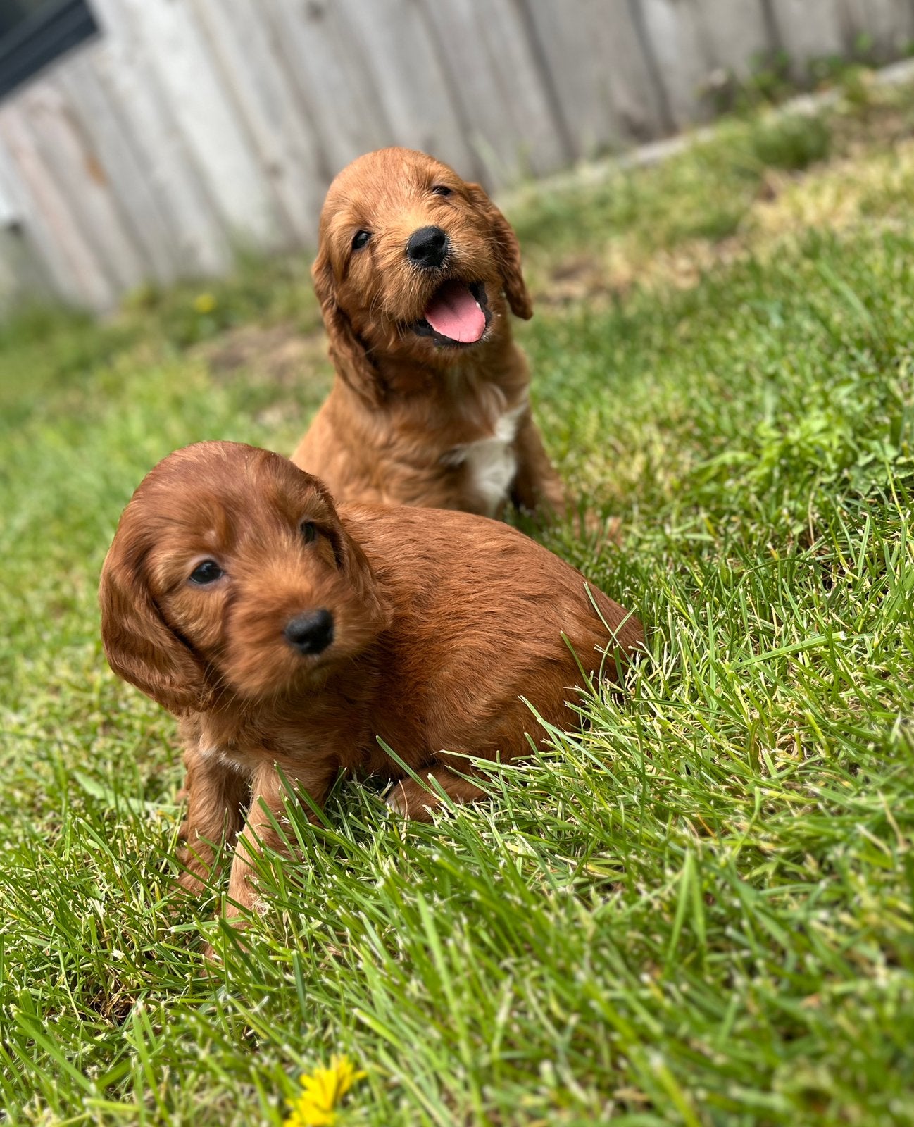 Beaux chiots cockapoo, Animaux & Accessoires, Caniche, Plusieurs, Hépatite contagieuse (maladie de Rubarth), Belgique
