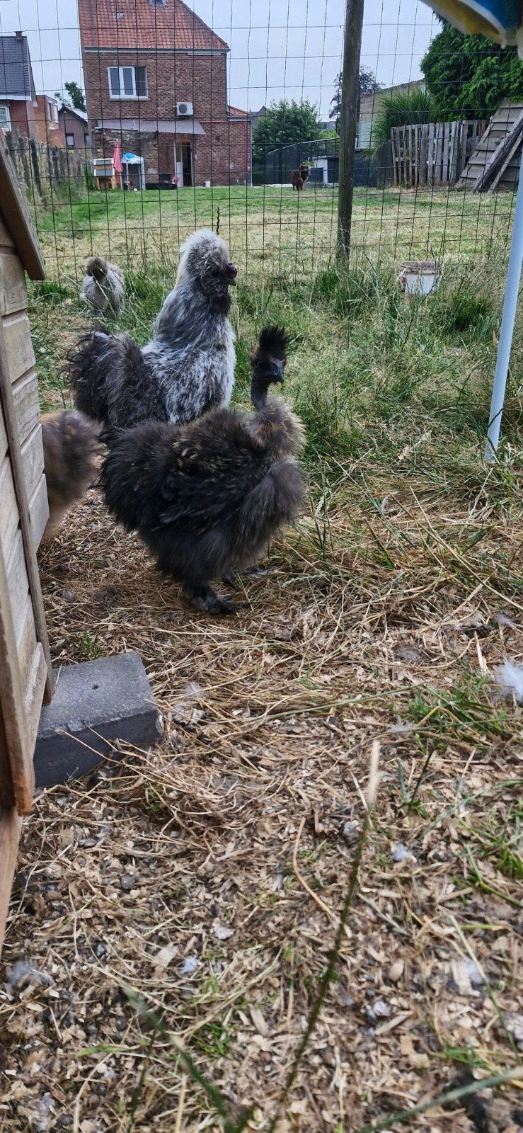 Zijdehoen showgirl hennen, Dieren en Toebehoren, Pluimvee