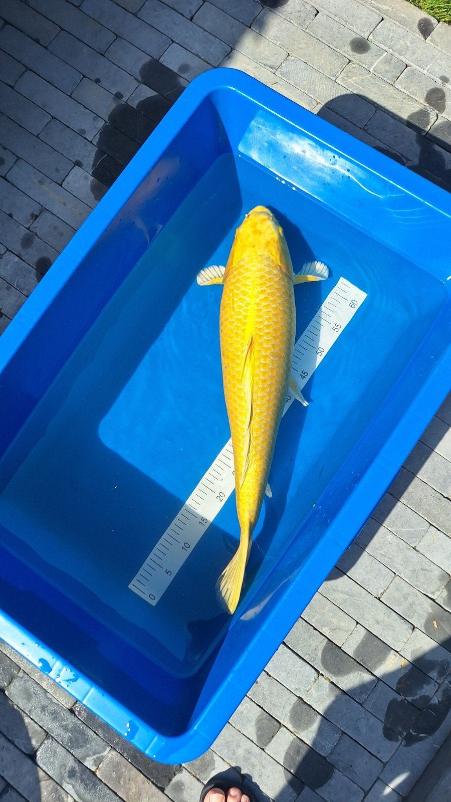 HQ Japanse koi yamabuki 58cm, Dieren en Toebehoren, Vissen | Vijvervissen