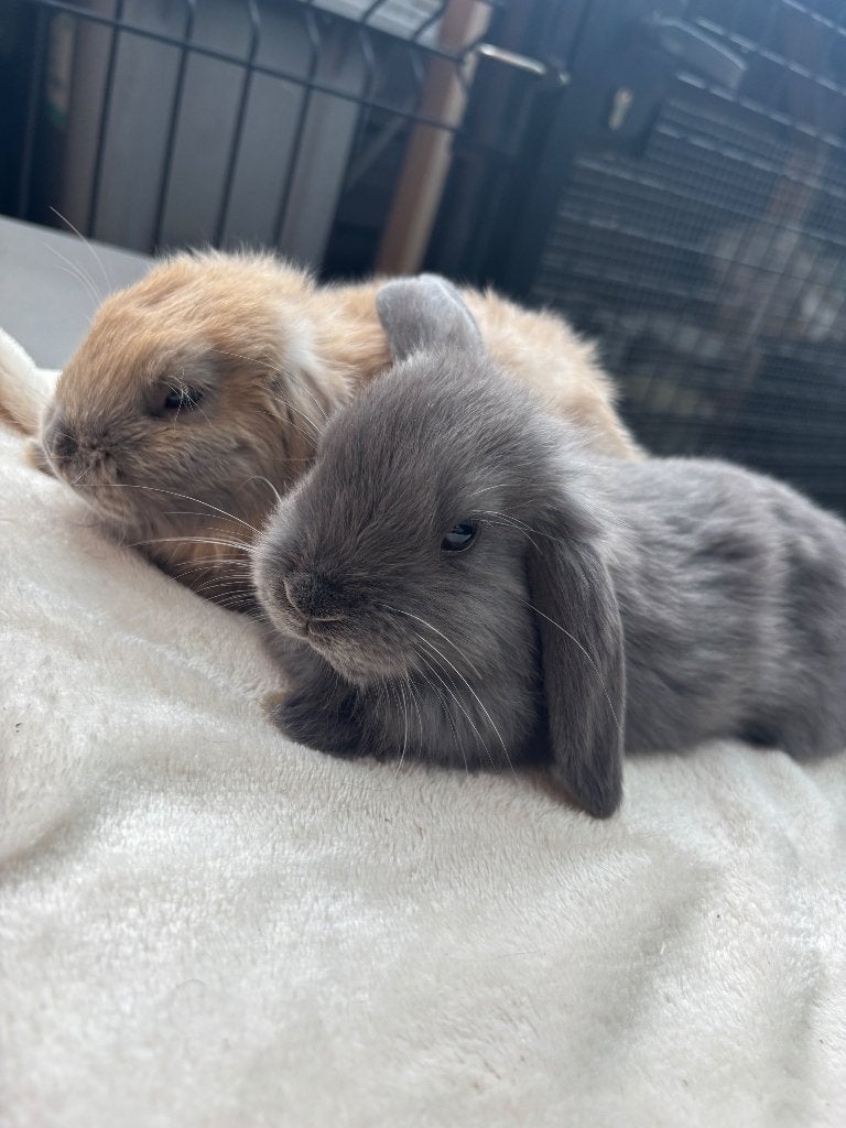 Konijntjes te koop, Dieren en Toebehoren, Meerdere dieren, Klein, Hangoor, 0 tot 2 jaar