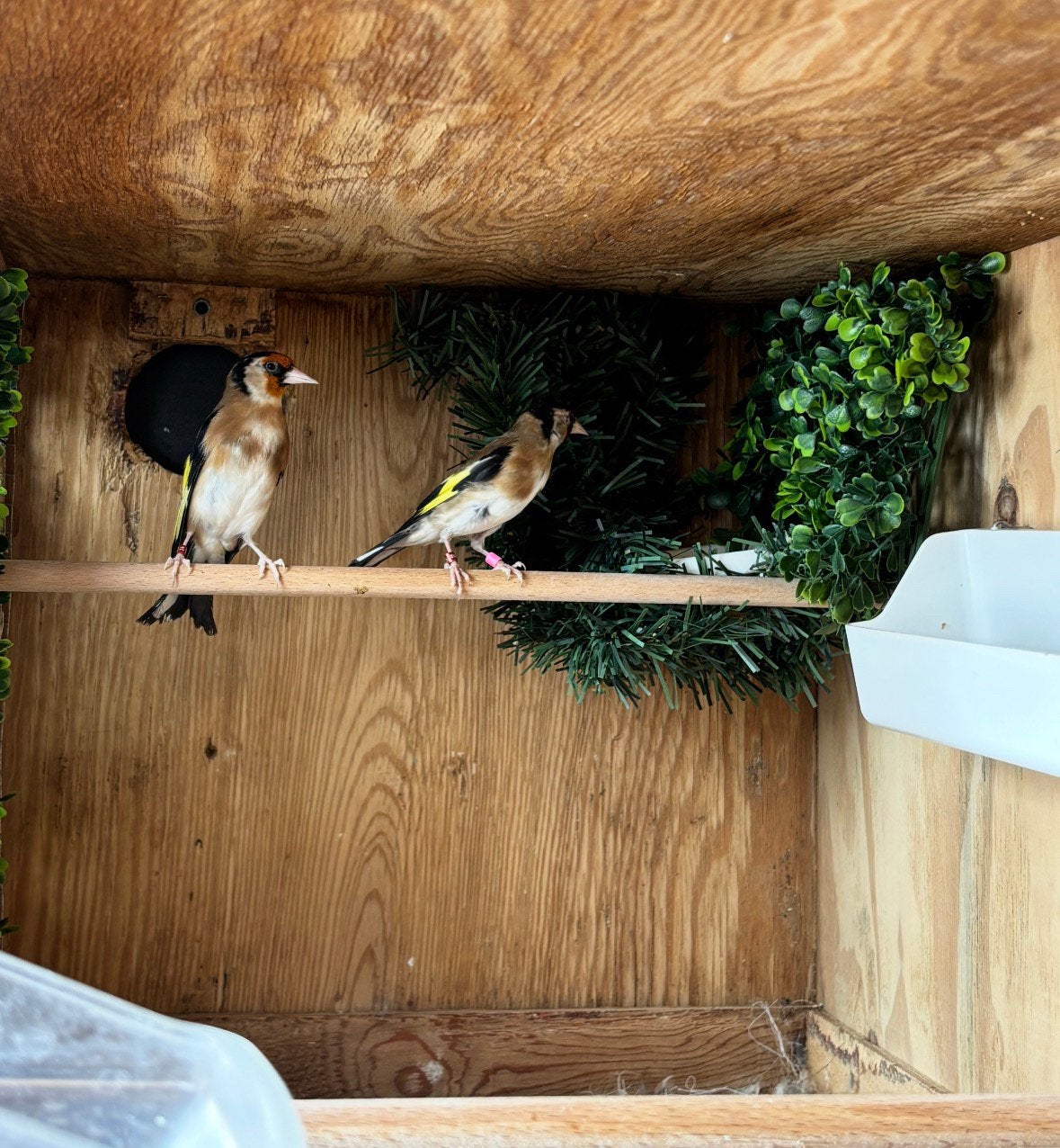 Distelvink parva, Dieren en Toebehoren