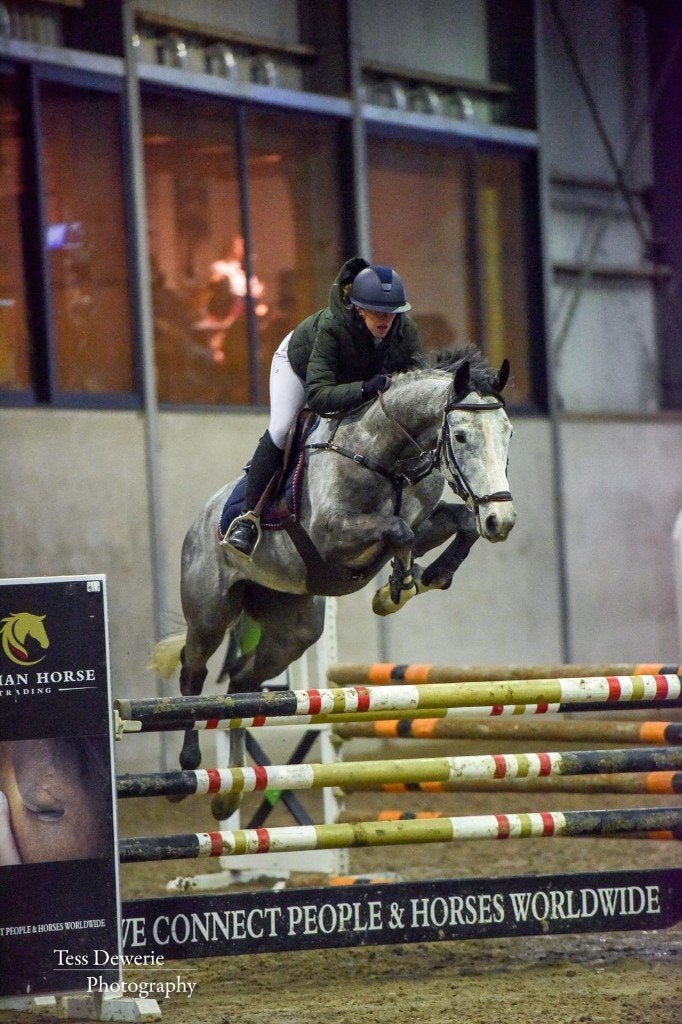 Springpaard, Dieren en Toebehoren, Paarden, Springpaard, Met stamboom, Ruin, M