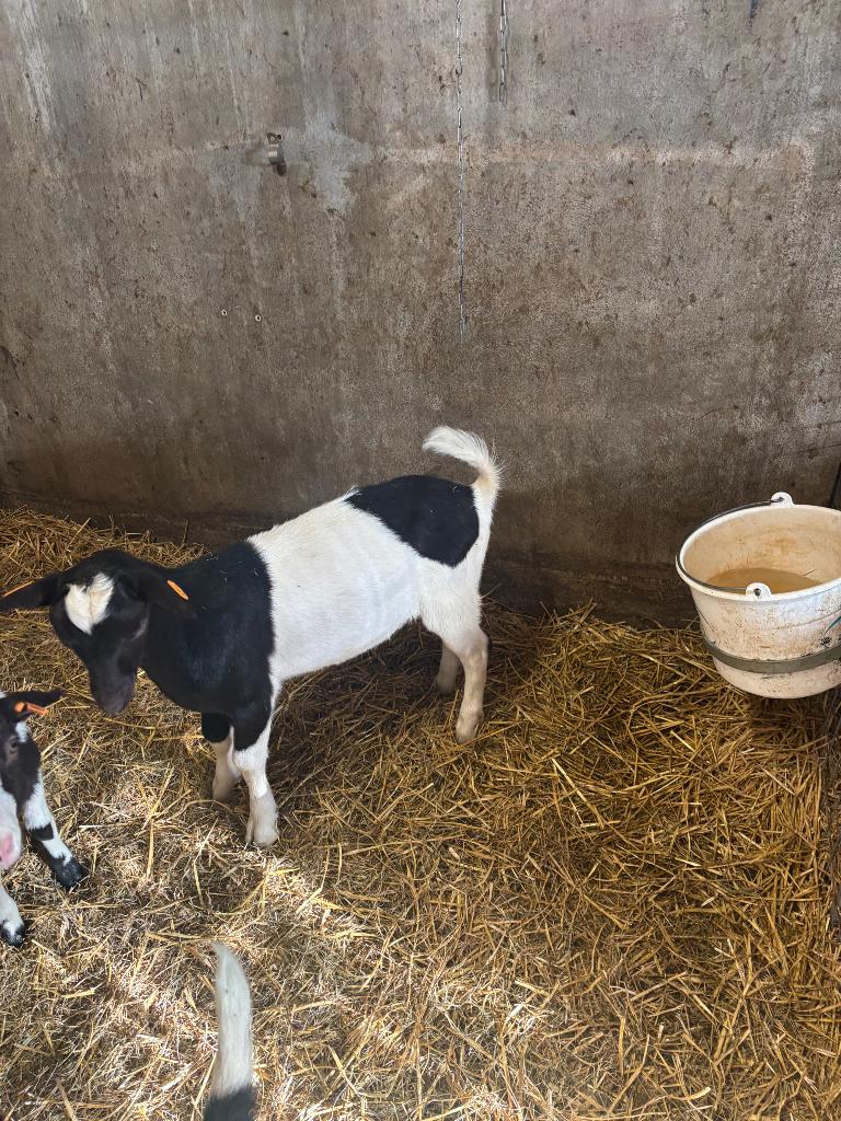 Bonte melkgeit bokje, Mannelijk, Geit, 0 tot 2 jaar