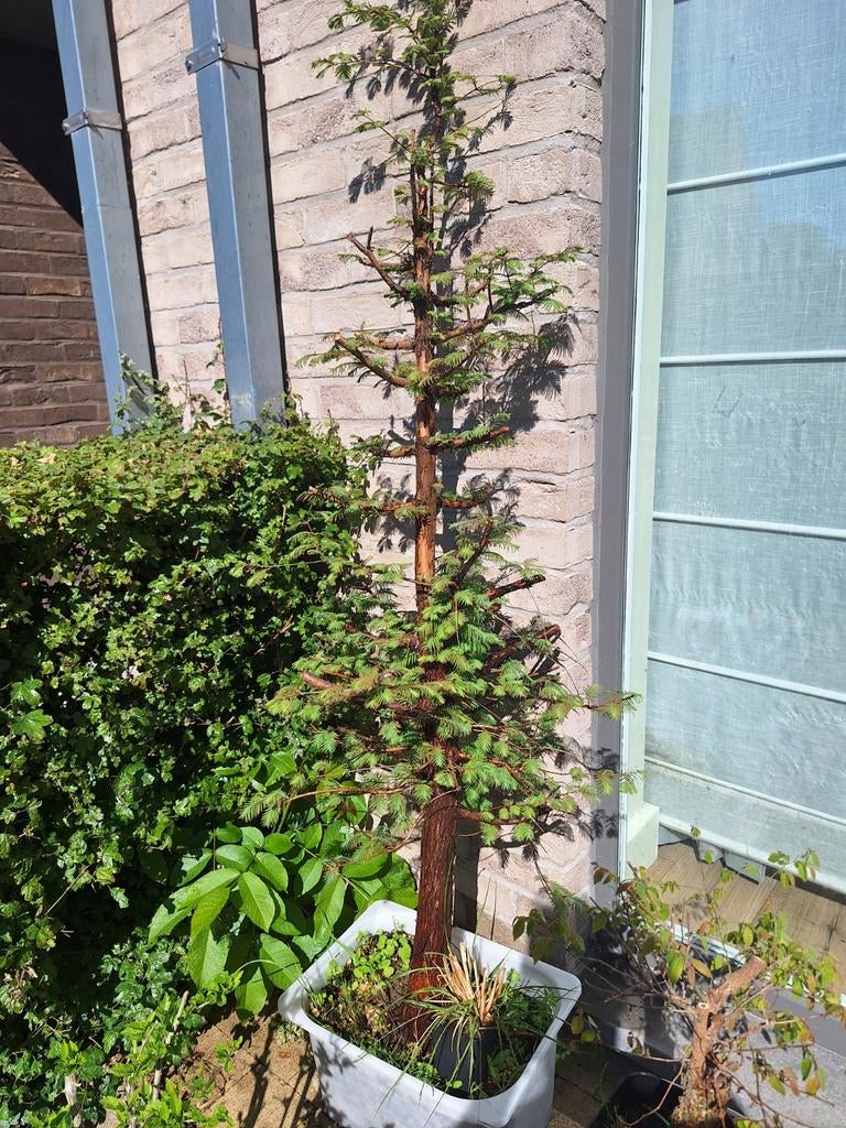 Startplanten voor bonsai, Tuin en Terras, Ophalen