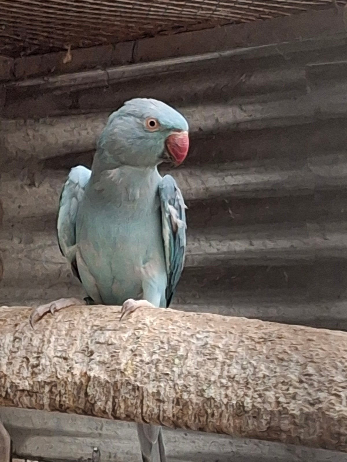 Couple reproducteur de perruches à col bleu, Animaux & Accessoires