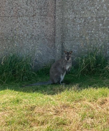 wallaby, Octobre, Plusieurs animaux, Autres types