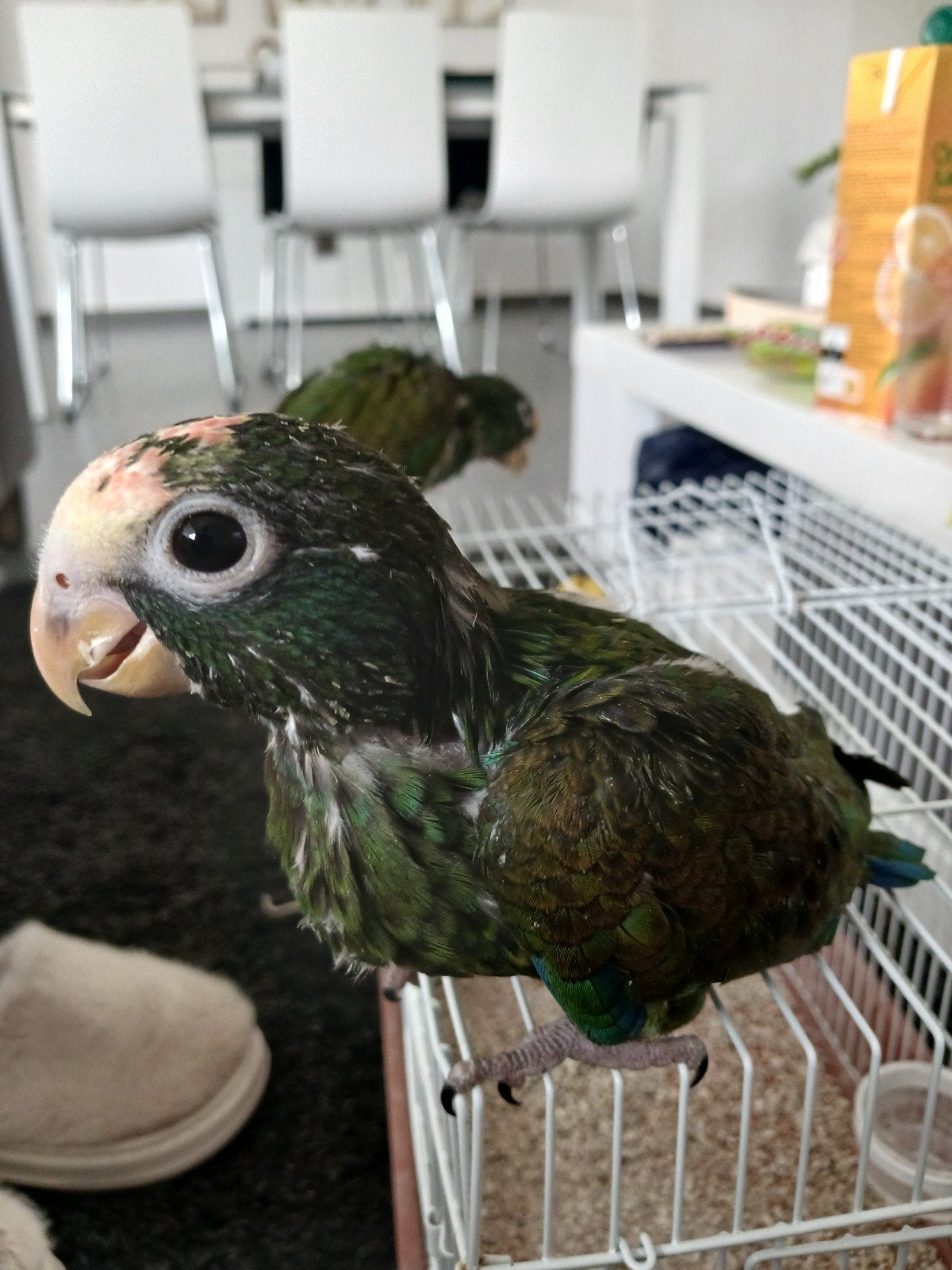 perroquets méga apprivoisés, Animaux & Accessoires, Oiseaux | Perruches & Perroquets, Sexe inconnu, Perroquet, Domestique