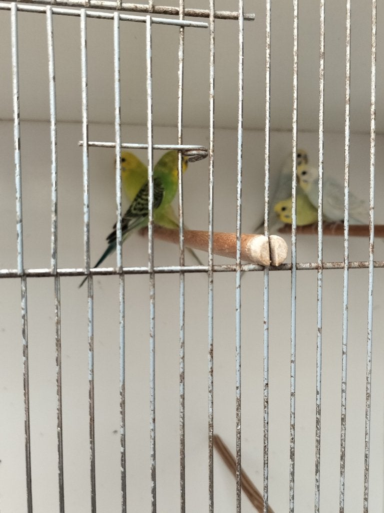 Grasparkieten, Plusieurs animaux, Perruche, Bagué