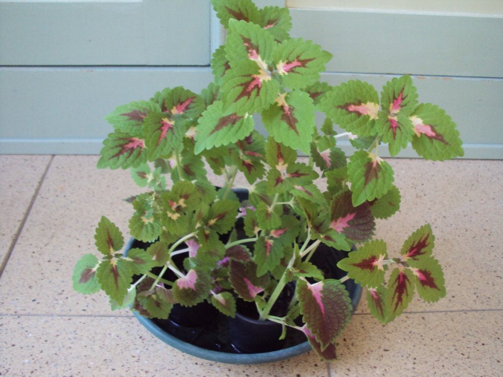 Siernetel / Coleus (3 stuks), Tuin en Terras, Planten | Tuinplanten, Ophalen