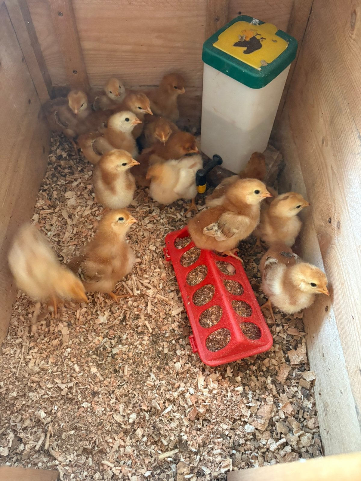 Jonge kuikens te koop, Dieren en Toebehoren