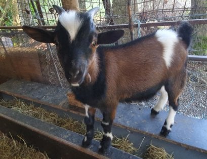 2 mooie dwerggeiten te koop, Dieren en Toebehoren, Mannelijk, Geit, 0 tot 2 jaar