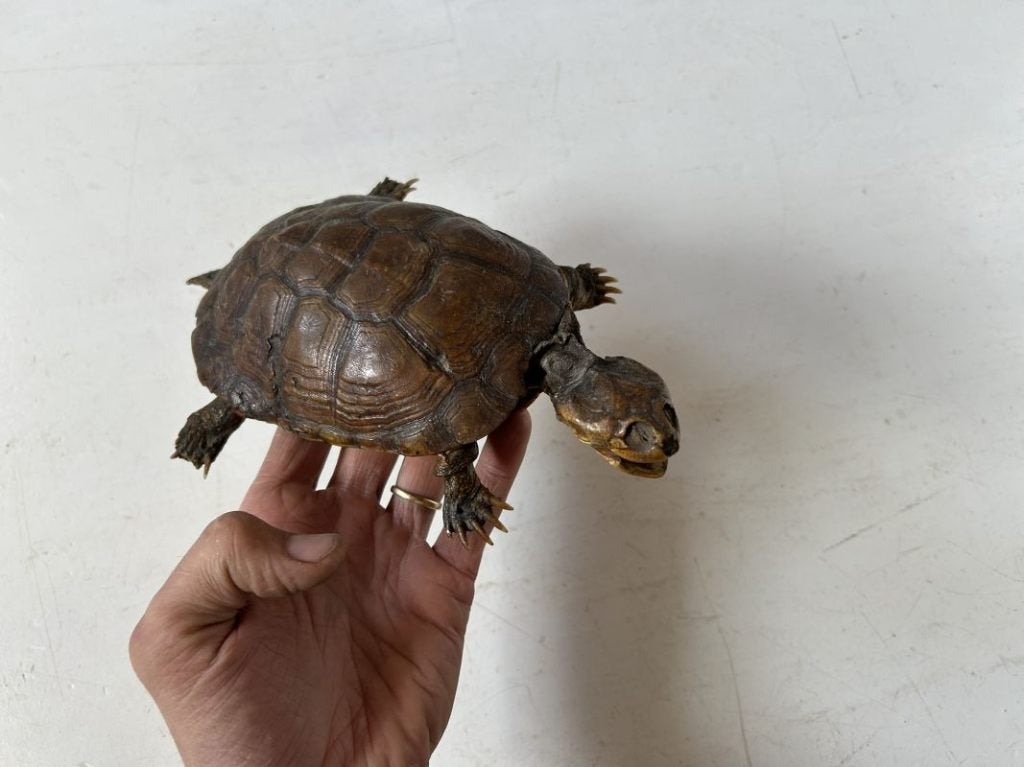 Antieke schildpad - taxidermie schild - landschildpad, Antiek en Kunst, Ophalen of Verzenden