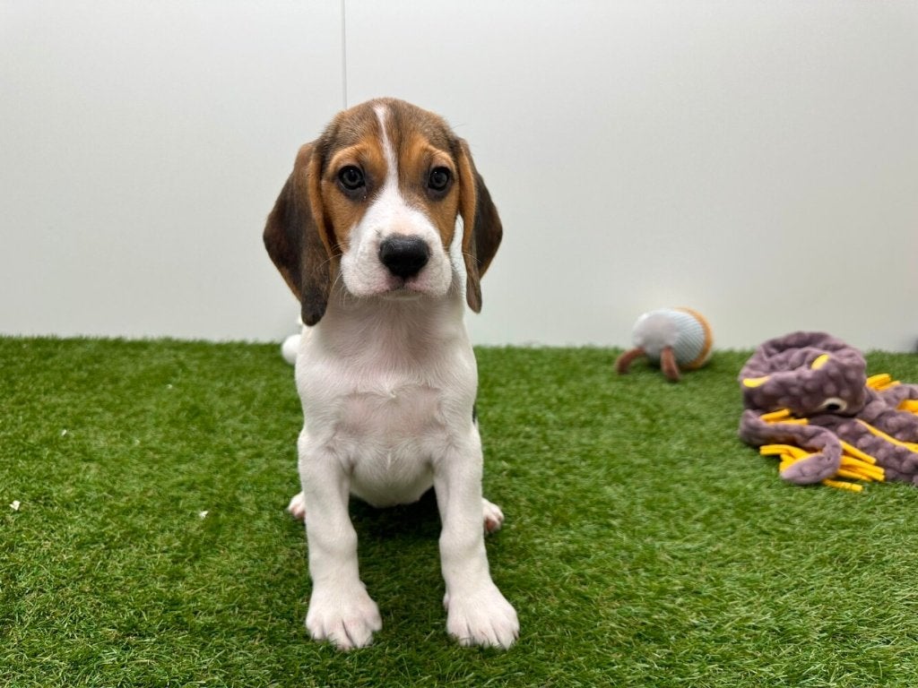 Beagle pups, Dieren en Toebehoren, België, Beagle, CDV (hondenziekte), 8 tot 15 weken