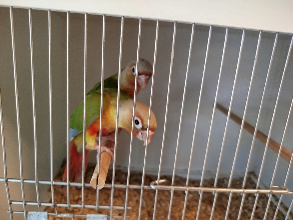 Pyrrhura
