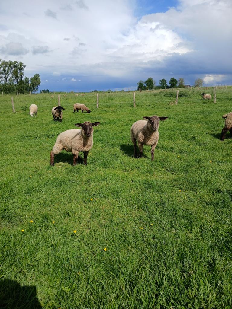Kruisingen, Dieren en Toebehoren