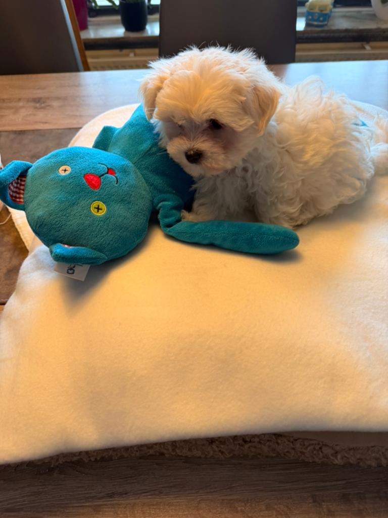 Maltipoo reutje, Dieren en Toebehoren, Parvo, België, Fokker | Hobbymatig, 8 tot 15 weken