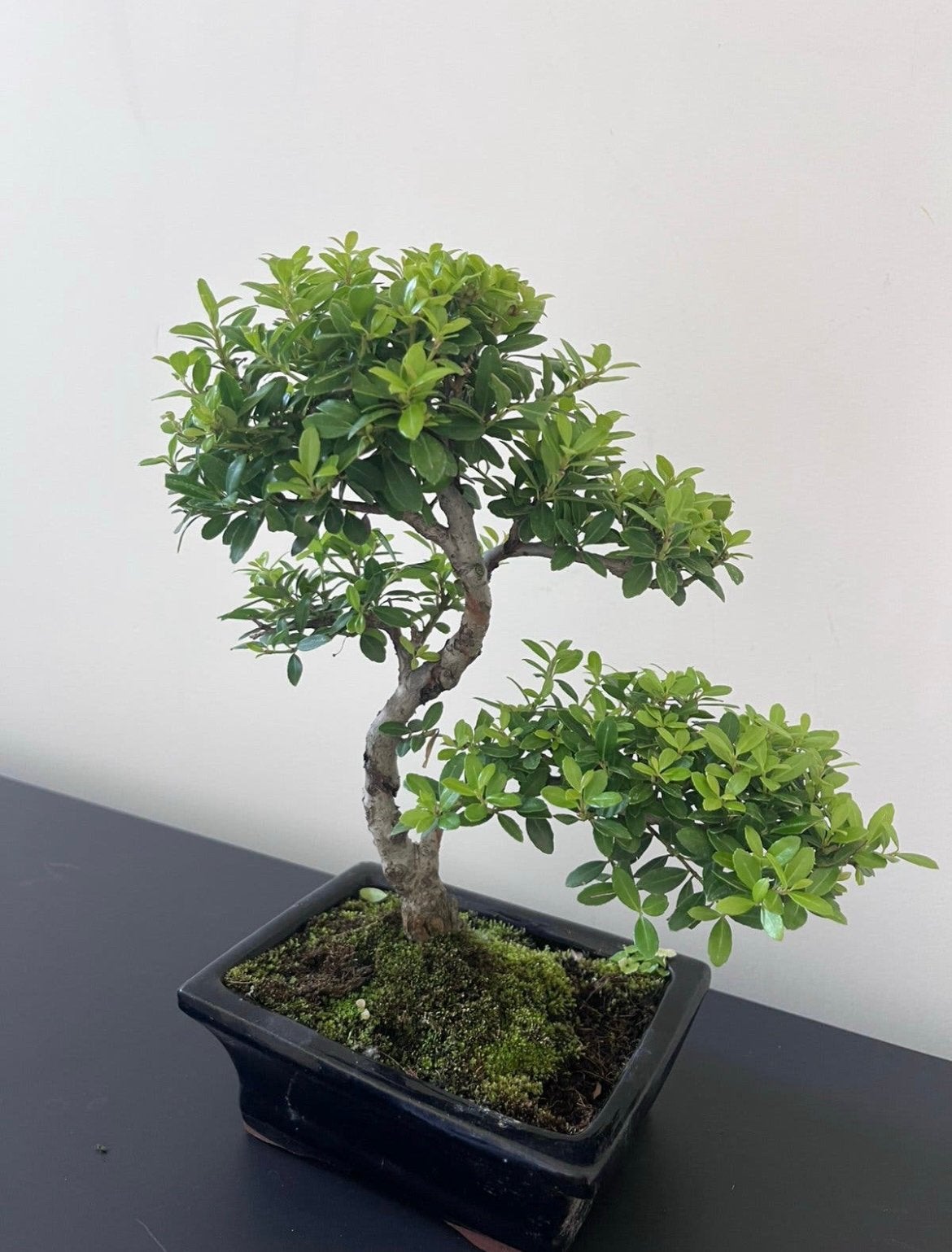 Ilex Bonsai, Tuin en Terras, Ophalen of Verzenden