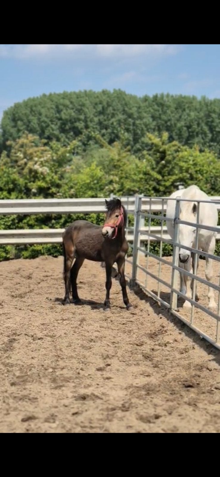 Schattige 2 jarige ruin, Animaux & Accessoires, Chevaux, Hongre, Non dressé, Moins de 160 cm, 0 à 2 ans, Avec puce électronique