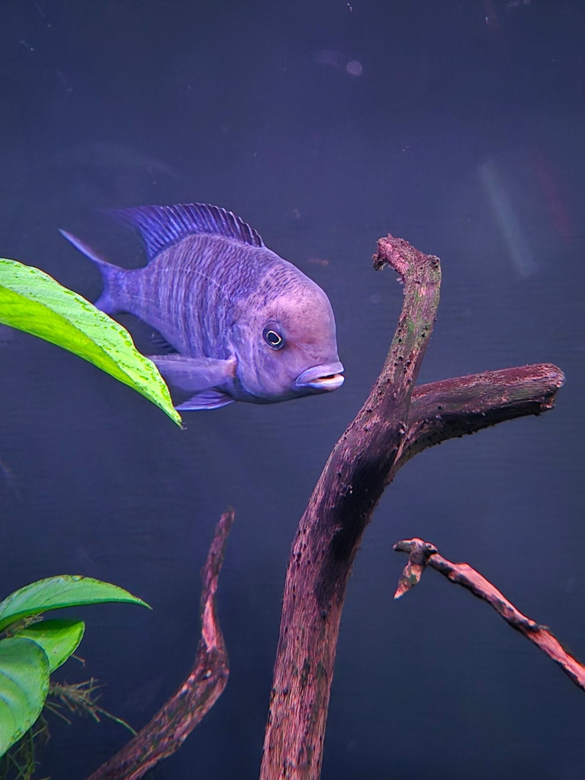 2 blauwe dolfijn  Malawi-cichlide., Dieren en Toebehoren, Vis, Zoetwatervis