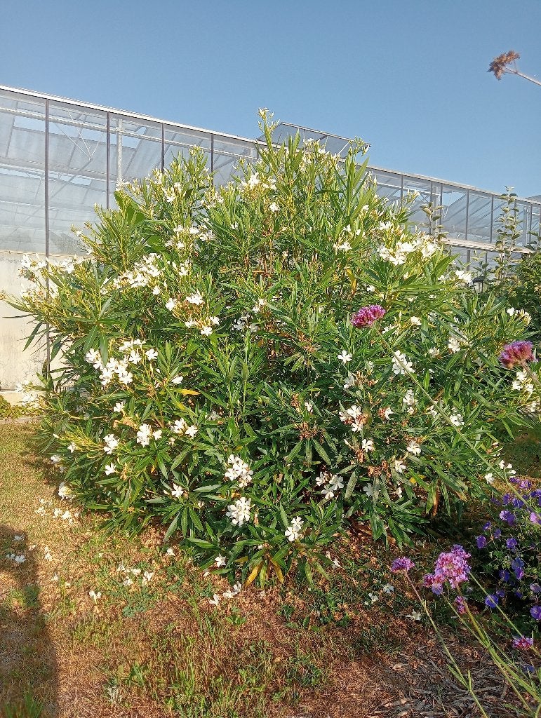 Nerium oleander, Tuin en Terras, Volle zon, Vaste plant, Zomer, Ophalen