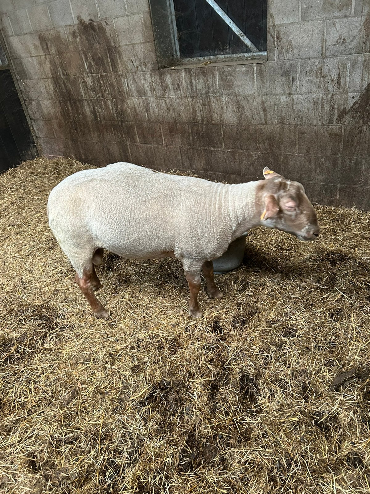 Ram te koop, Dieren en Toebehoren, Mannelijk, Schaap, 0 tot 2 jaar