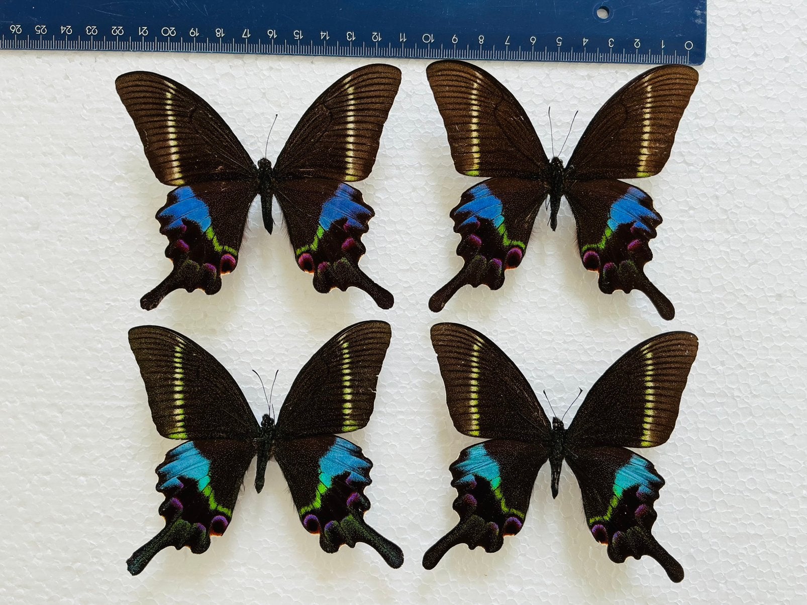 PROMO: 4 x Papilio krishna vlinders, 60 € samen!, Verzamelen, Ophalen of Verzenden, Zo goed als nieuw