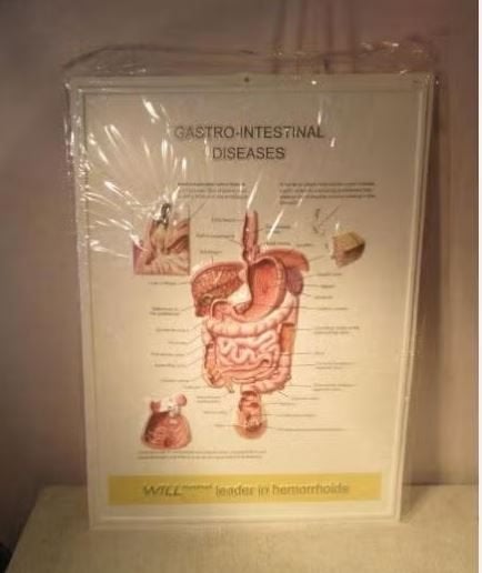 Belle assiette scolaire en PVC - Appareil digestif - 73x53, Antiquités & Art, Antiquités | Cartes scolaires, Enlèvement ou Envoi