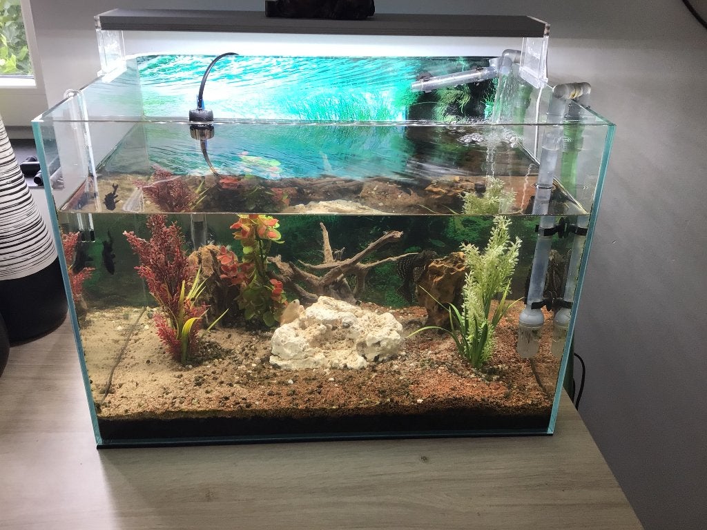 Volledig aquarium met vissen en buitenfilter, Ophalen, Inclusief vissen, Oase, Gevuld zoetwateraquarium