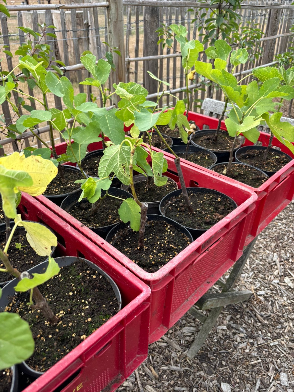Vijgenplanten brown turkey, Ophalen, Volle zon, Vaste plant, Zomer