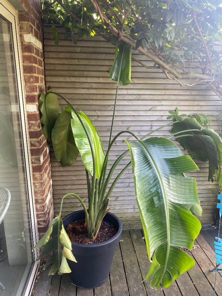 Strelitzia Reginae, Maison & Meubles, Enlèvement