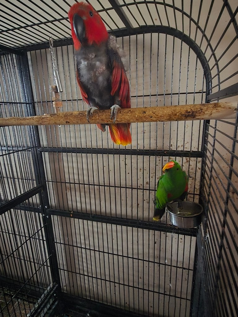 Couple electus 500€, Animaux & Accessoires, Plusieurs animaux, Perroquet