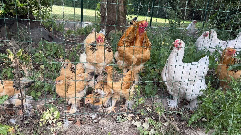 Brahma jonge hennen en haantjes te koop, Dieren en Toebehoren, Meerdere dieren, Kip