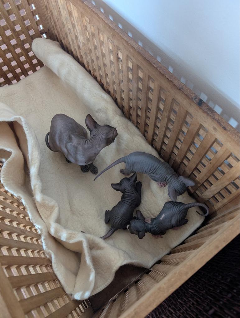 Sphinx Canades, Dieren en Toebehoren, Katten en Kittens | Raskatten | Korthaar, Kater, Met stamboom, 0 tot 2 jaar