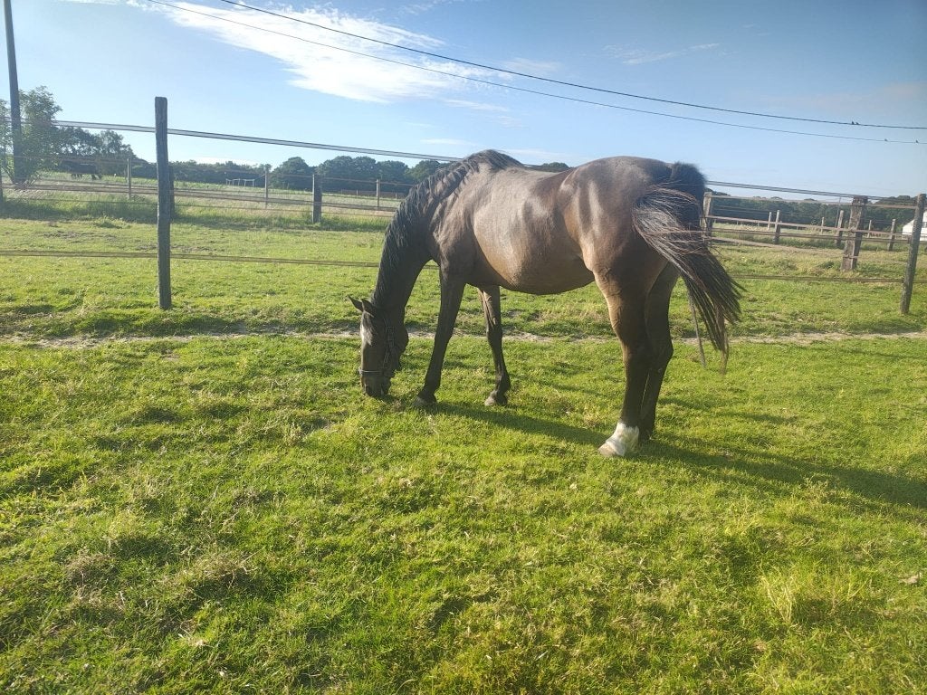 mooie, brave, 17 jarige C pony met ervaring, Dieren en Toebehoren, Pony's, Merrie, Met stamboom, Niet van toepassing, C pony (1.27m tot 1.37m)
