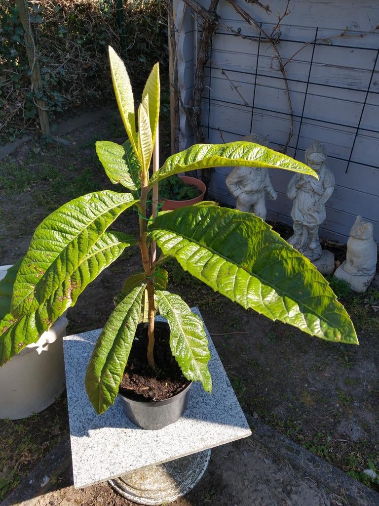 Loquat, Japanse mispel, Nispero, Tuin en Terras, Planten | Bomen, Ophalen