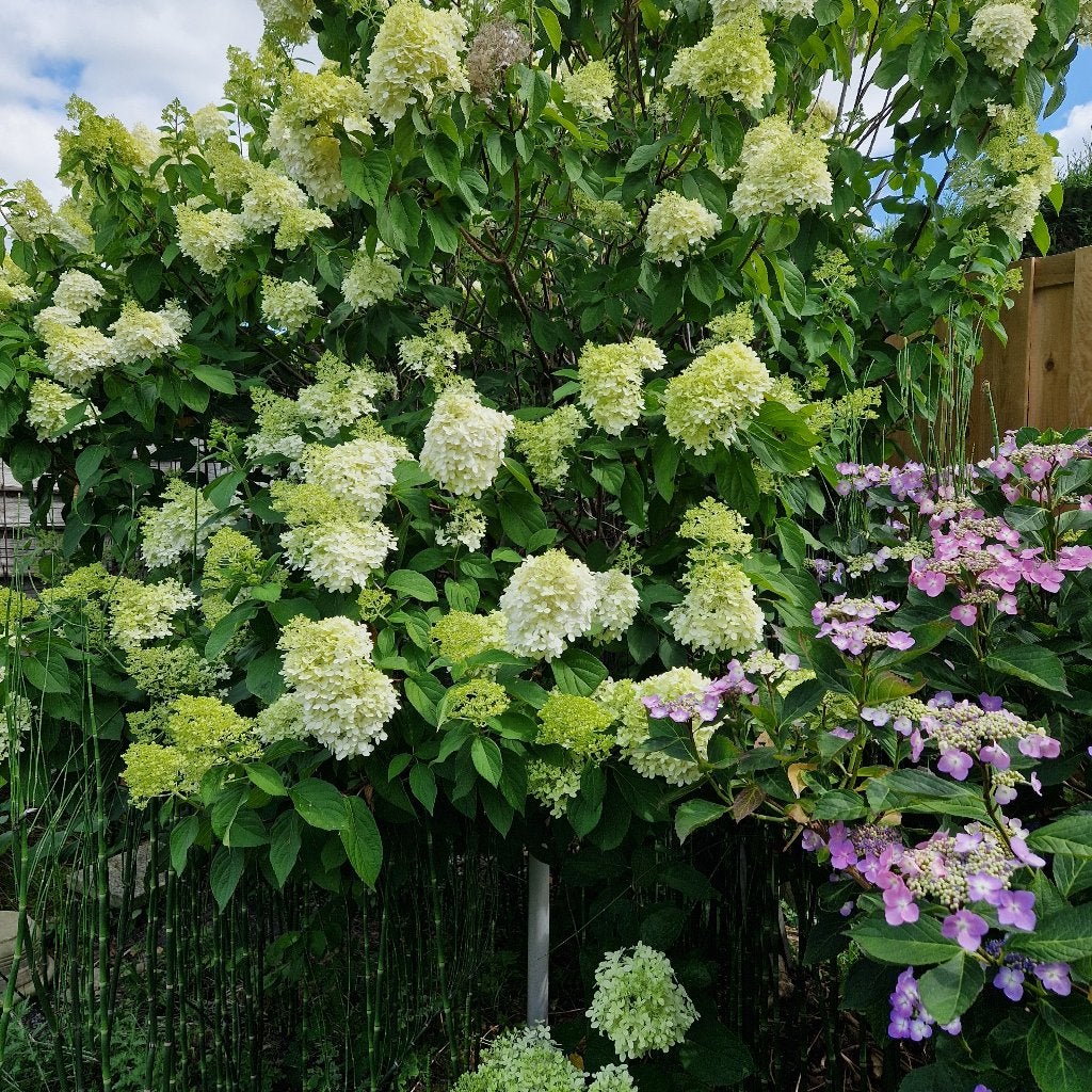 pluimhortensia en boerenhortensia, Jardin & Terrasse, Enlèvement