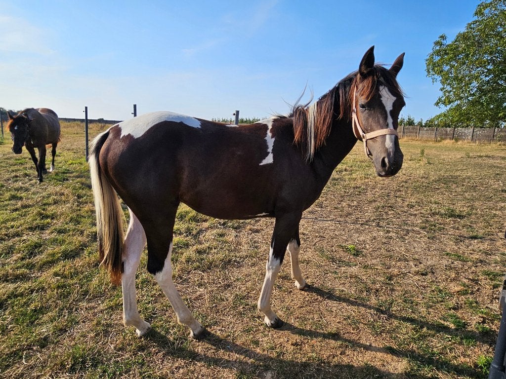 Bonte jaarling merrie, Merrie, Springpaard, 160 tot 165 cm, Gechipt