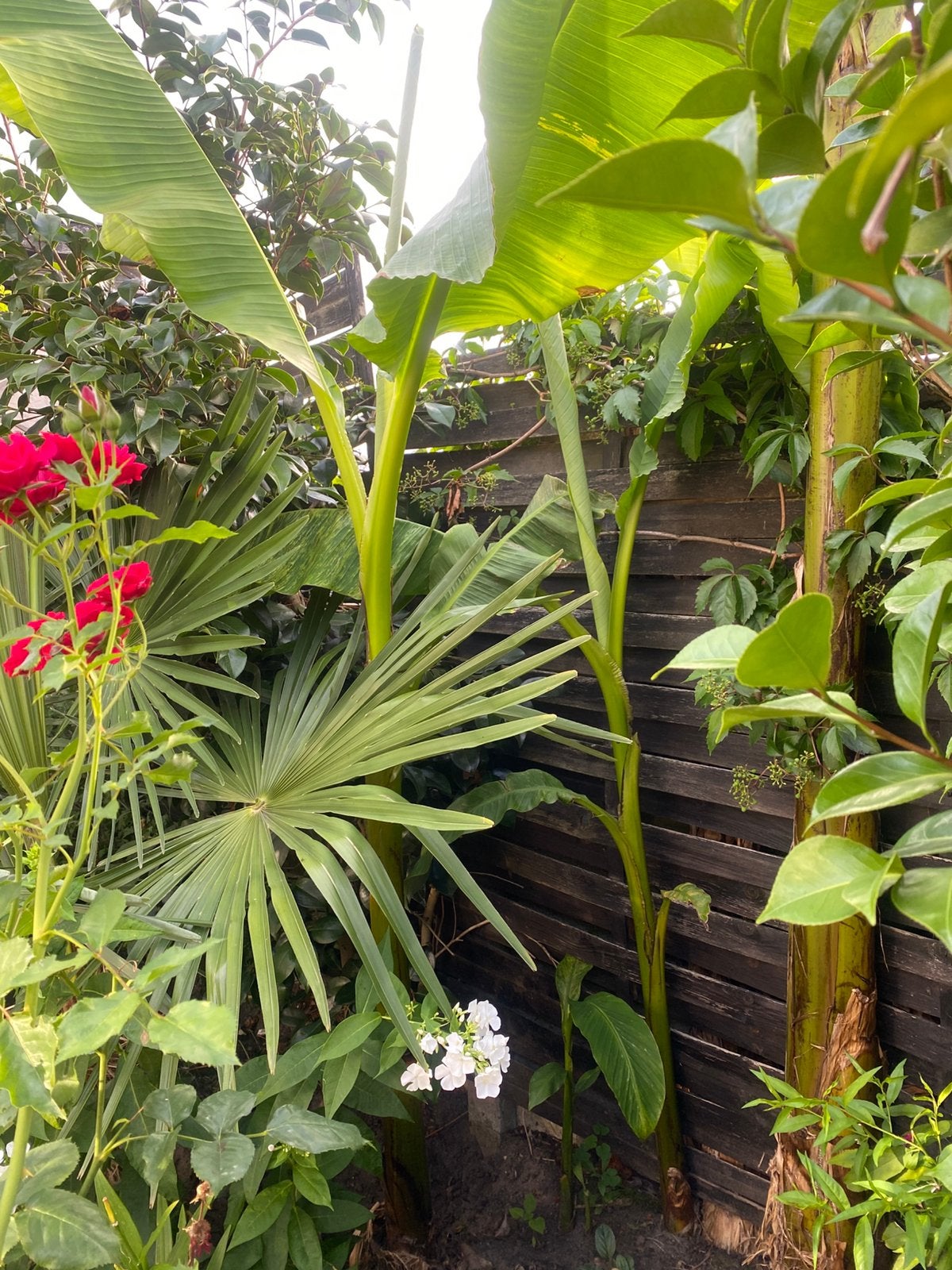 Bananenboom, Tuin en Terras, Bloembollen en Zaden, Ophalen