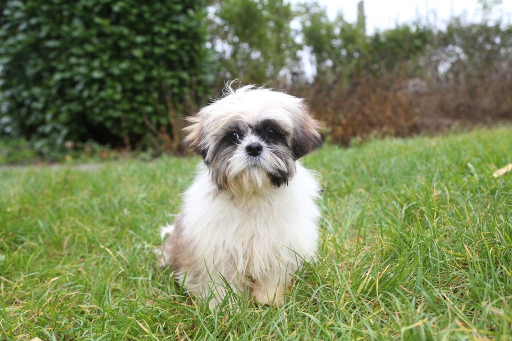 Chiot tricolore femelle Shih Tzu, né le 22 juin, Maladie de Carré (chiens), Belgique, Un chien, Chienne