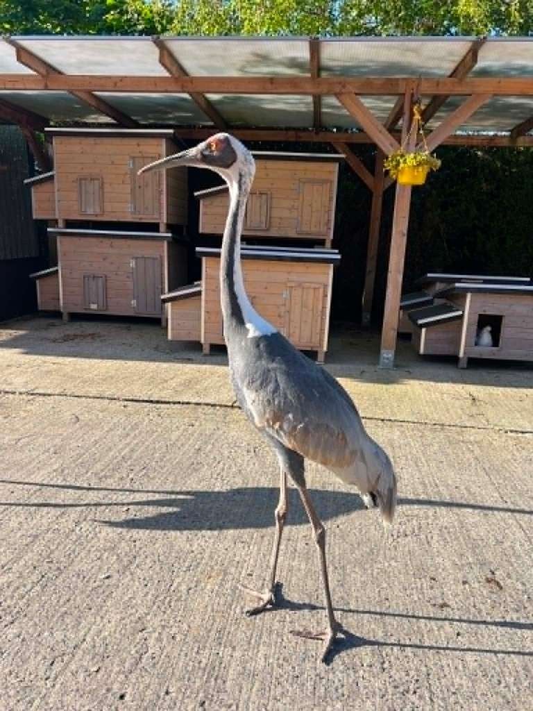 Witnek kraanvogel Man, Mannelijk, Overige soorten