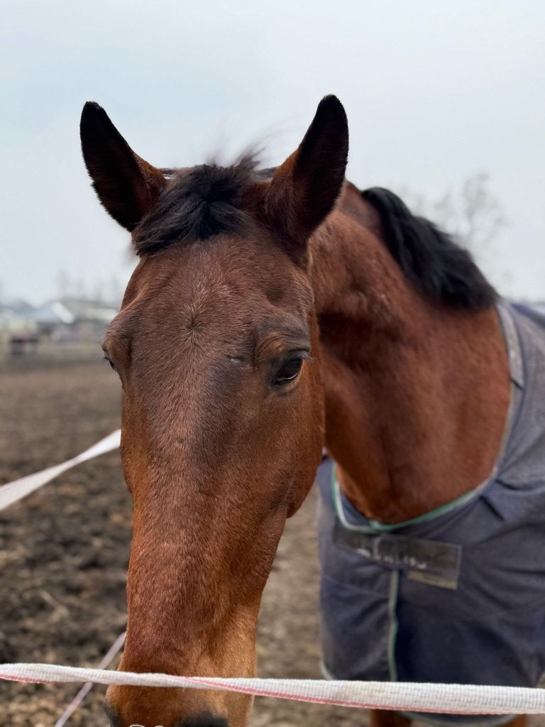Bijrijder gezocht, Dieren en Toebehoren, Ruin, 170 tot 175 cm, Recreatiepaard, 11 jaar of ouder