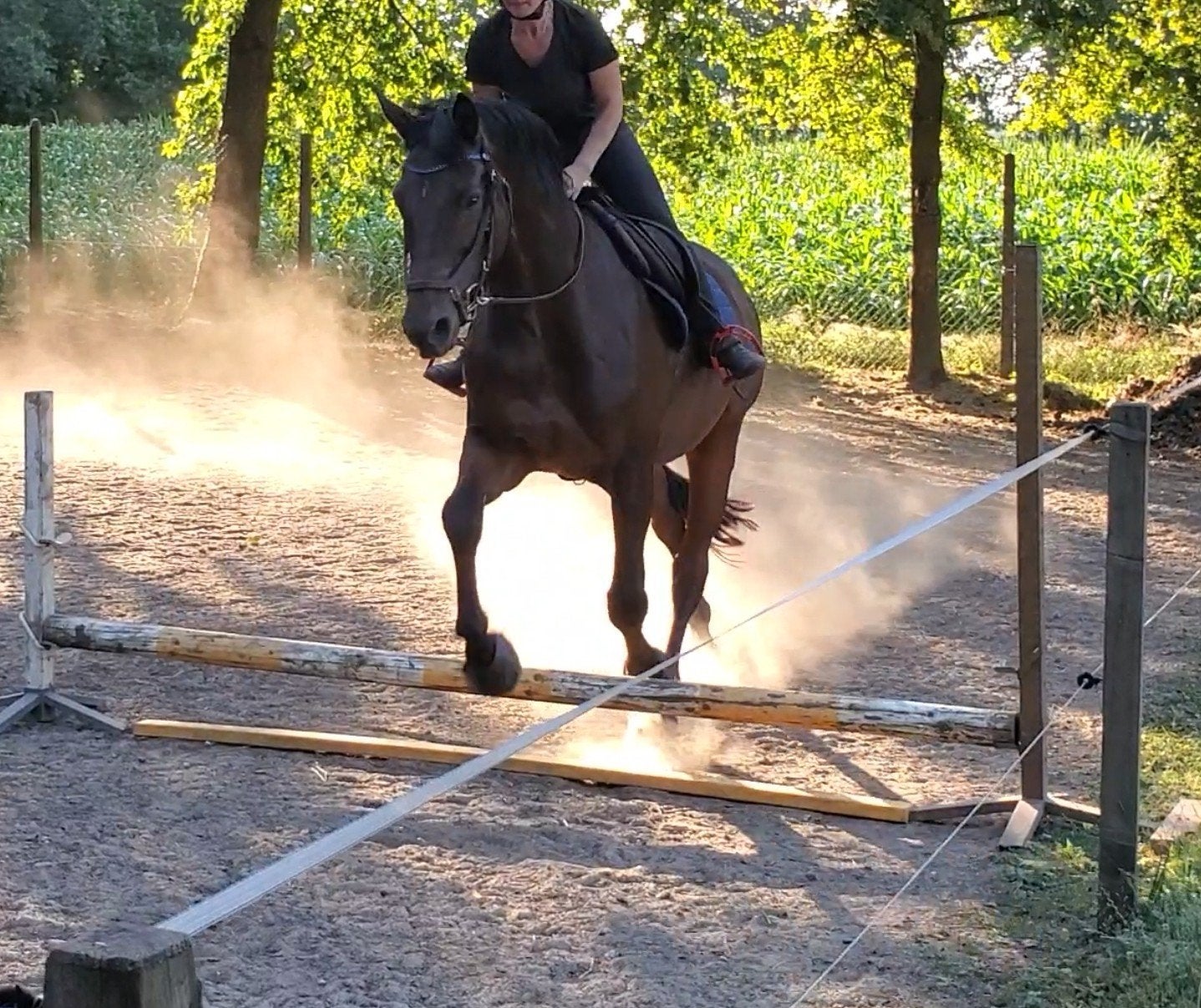 Geweldig leuk recreatie paard springen & dressuur!, Z, 11 ans ou plus, Hongre, Avec pedigree